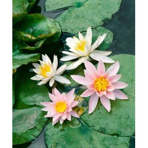 Weiße und rosa Nymphaea Odorata Seerosen auf grünen Blättern im Gartenteich.