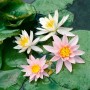 Weiße und rosa Nymphaea Odorata Seerosen auf grünen Blättern im Gartenteich.