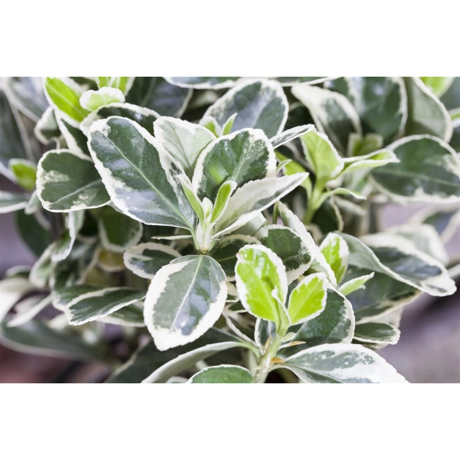 Euonymus Fortunei Silver Carpet Kriechspindel 15–20 cm günstig online kaufen