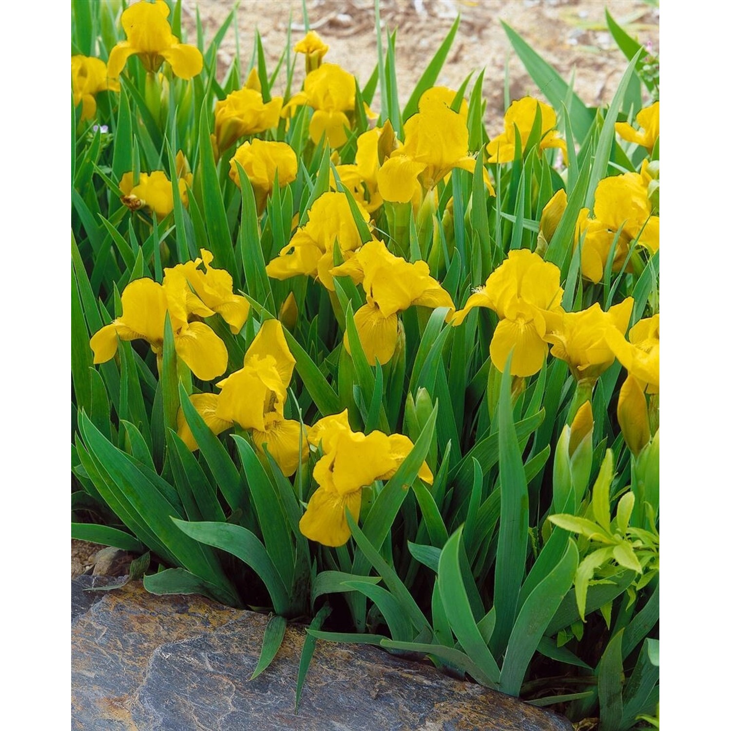 Iris X Barb.-nana Orange Caper Ca. 11x11 cm Topf günstig online kaufen