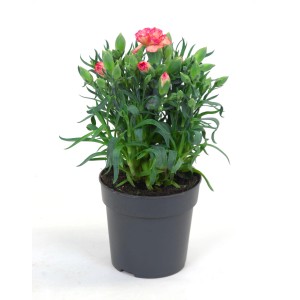 Garten-Nelke Rosa im Topf, ca. 12 cm. Dekorative Sommerpflanze mit pinkfarbenen Blüten.