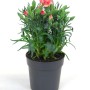 Garten-Nelke Rosa im Topf, ca. 12 cm. Dekorative Sommerpflanze mit pinkfarbenen Blüten.