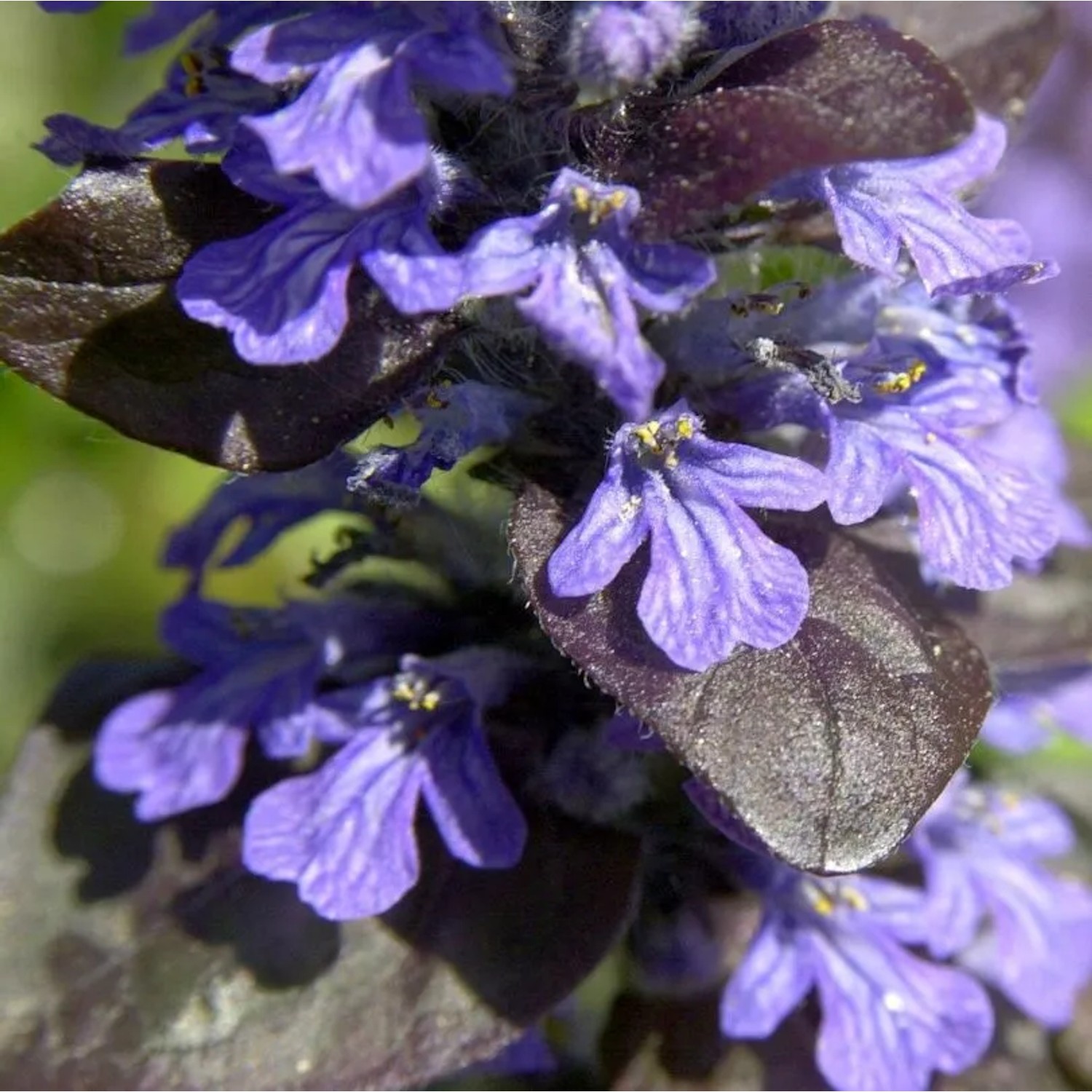 Günsel Atropurpurea - Ajuga reptans
