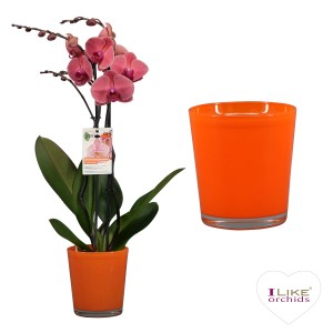 GROW by OBI Schmetterlingsorchidee im orangefarbenen Glas-Gefäß, ca. 70cm hoch.