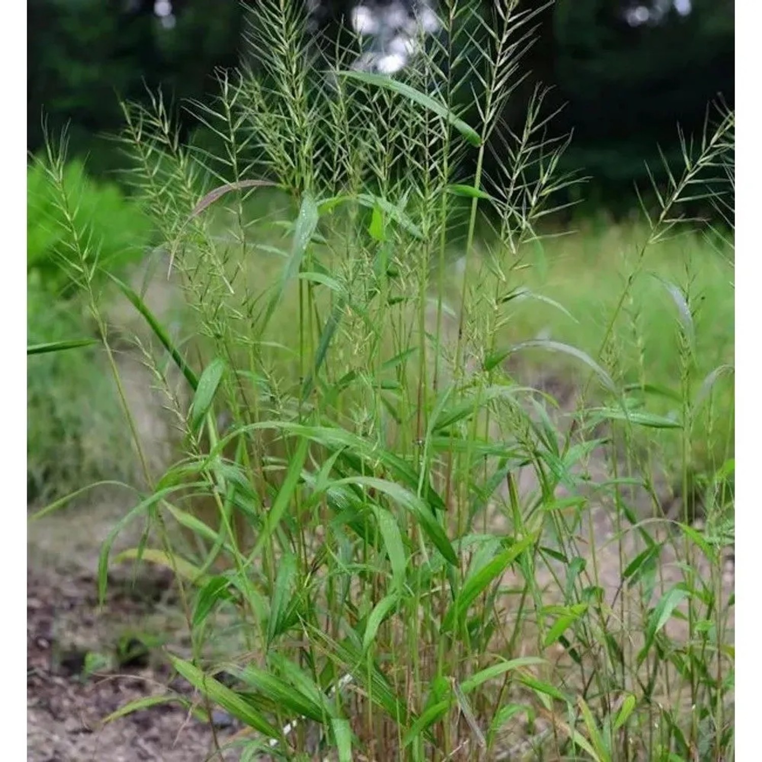 Flaschenbürstengras - Hystrix paluta
