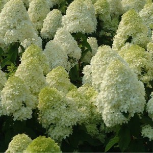 Rispenhortensie 'Limelight' Hydrangea paniculata 40 bis 50 cm im Container Hellgrüne Blütenrispen