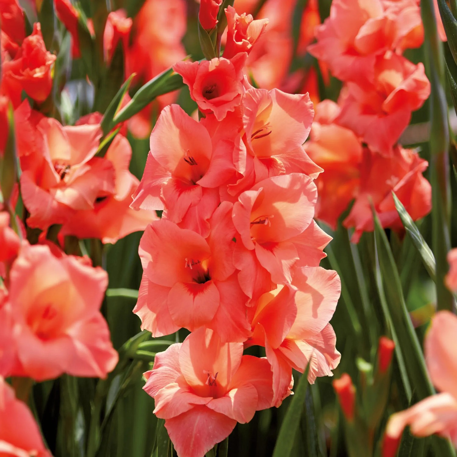 Orange GROW by OBI Gladiole Peter Pears im Gartenbeet, ca. 100 cm hoch.