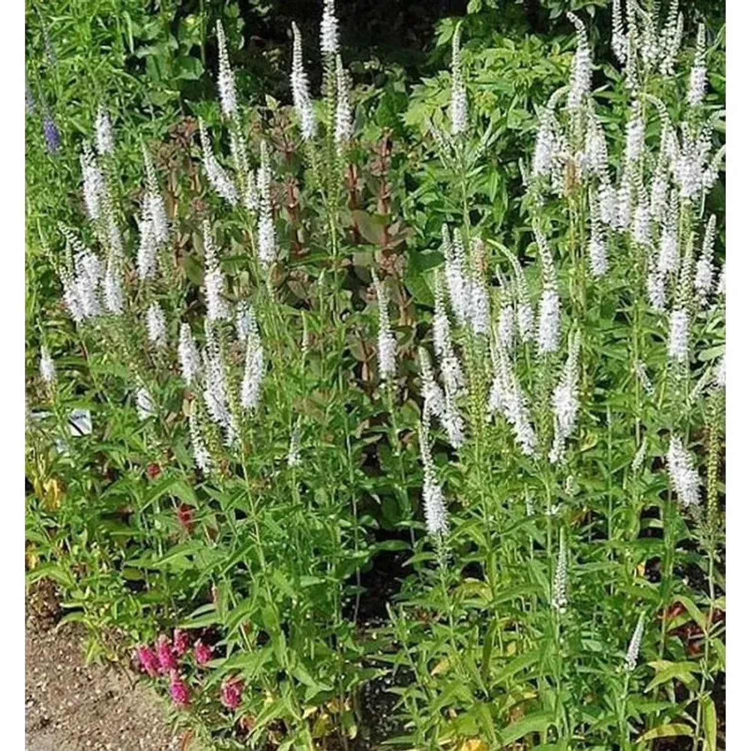 Hoher Wiesenehrenpreis Alba - Veronica,ongifolia