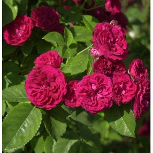 Blühende Kletterrose Chevy Chase mit dunkelroten Blüten und grünen Blättern.