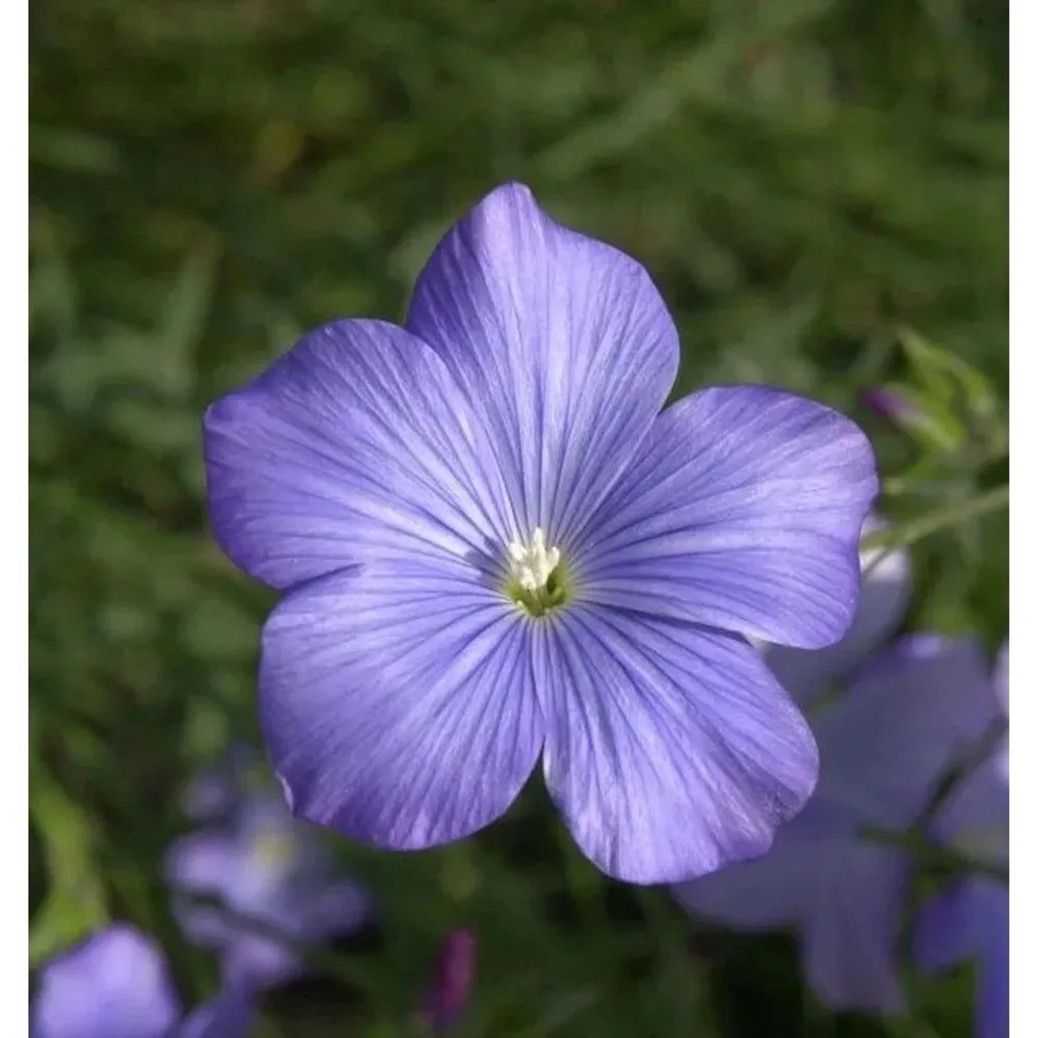 Französischer Lein - Linum narbonense