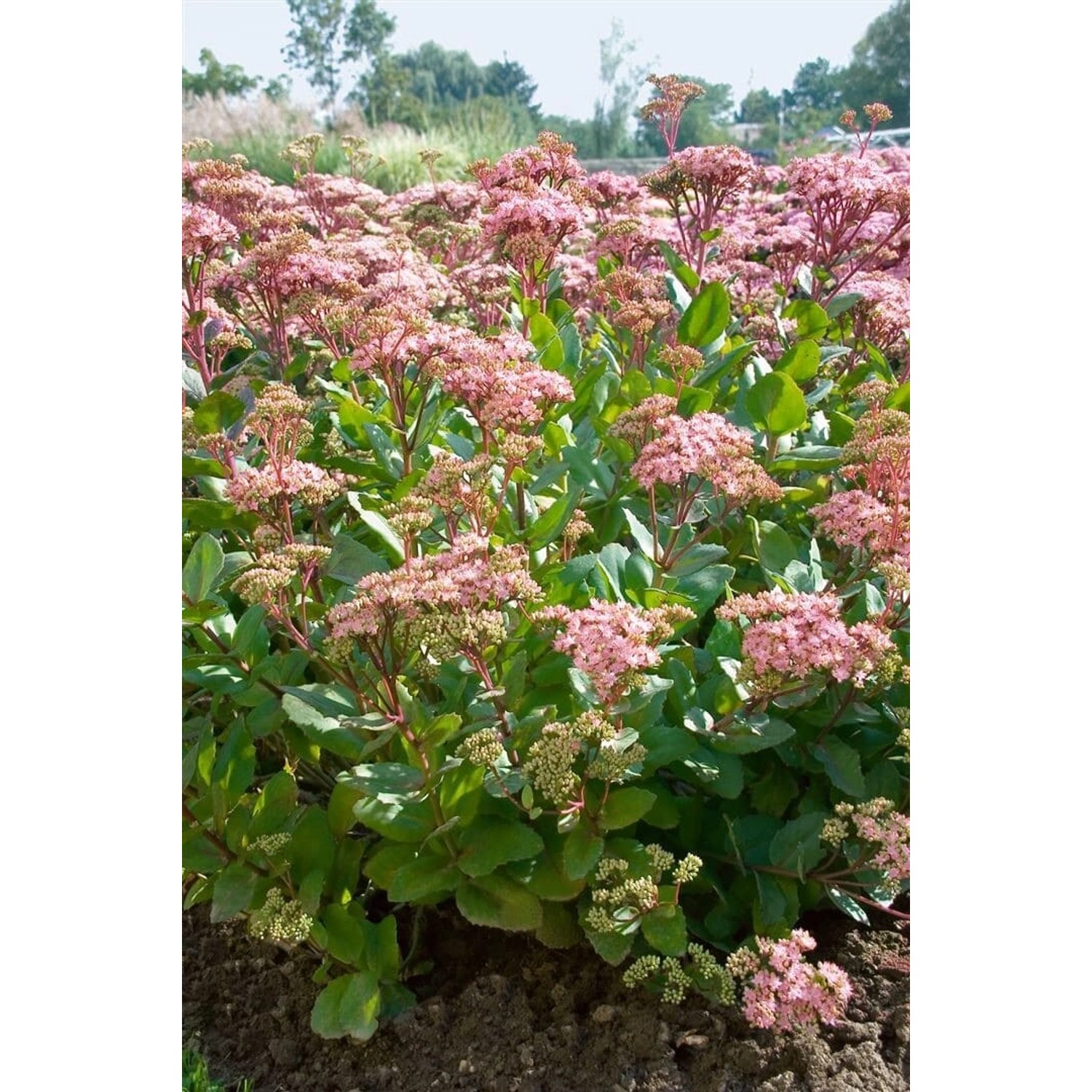 Sedum Telephium Joyce Henderson Fetthenne Ca. 11x11 cm Topf günstig online kaufen