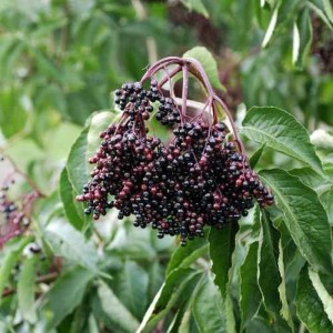 Nahaufnahme von reifen, dunklen Holunderbeeren am Strauch Haschberg.