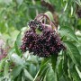 Nahaufnahme von reifen, dunklen Holunderbeeren am Strauch Haschberg.