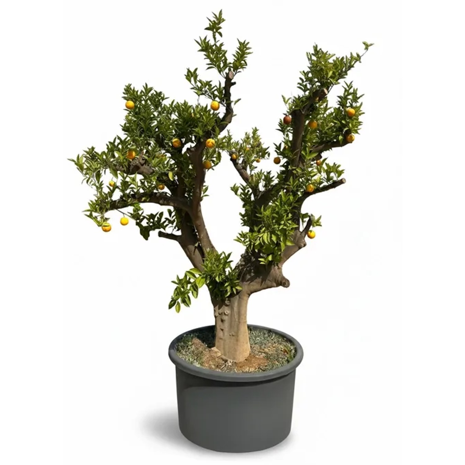 Sunny-Tree Orangenbaum verzweigt XXXL Großer 240 cm Citrus Sinensis Obstbaum Fruchtbildend 50 Jähriger Orangenbaum
