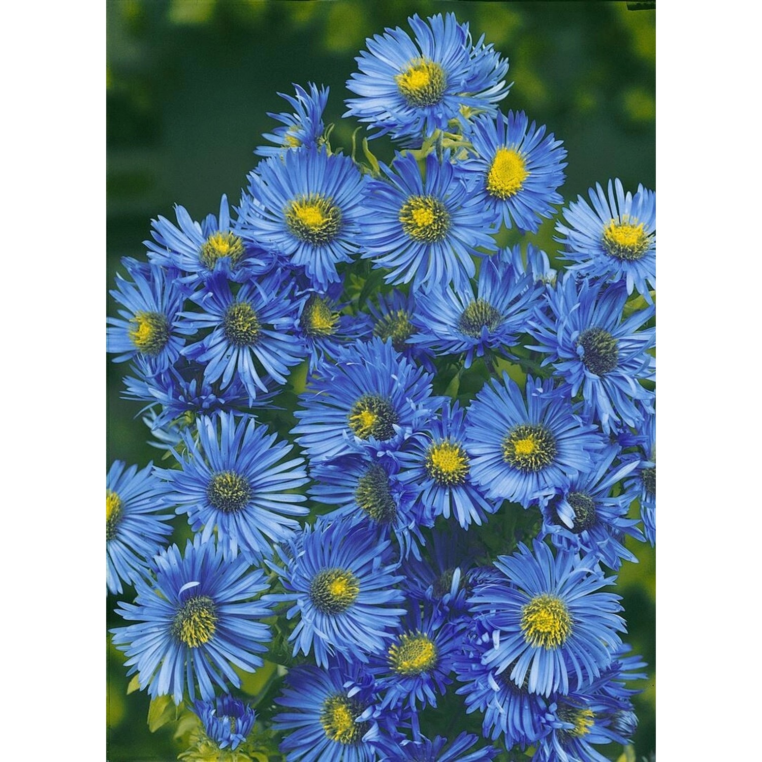 Aster Novae-angliae Barr's Blue Raublattaster Ca. 11x11 cm Topf günstig online kaufen