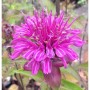 Nahaufnahme der rosafarbenen Blüte einer Rosen-Monarde (Monarda fistulosa).