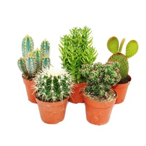 Set aus 5 verschiedenen, mittelgroßen Kakteen im Topf. Exotenherz Kakteen.