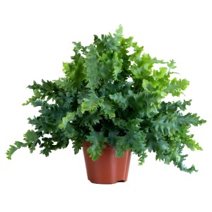 Farn in Sorten, ca. 45-55 cm hoch, im braunen Topf (ca. 17 cm Ø). Dekorative Grünpflanze für halbschattige Standorte.