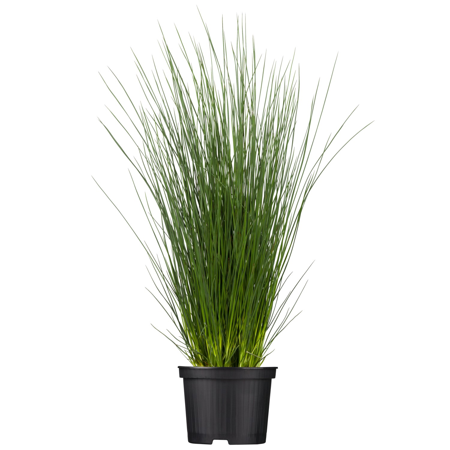 Blaugrüne Binse Blau Topf-Ø ca. 9 cm x 9 cm Juncus inflexus günstig online kaufen