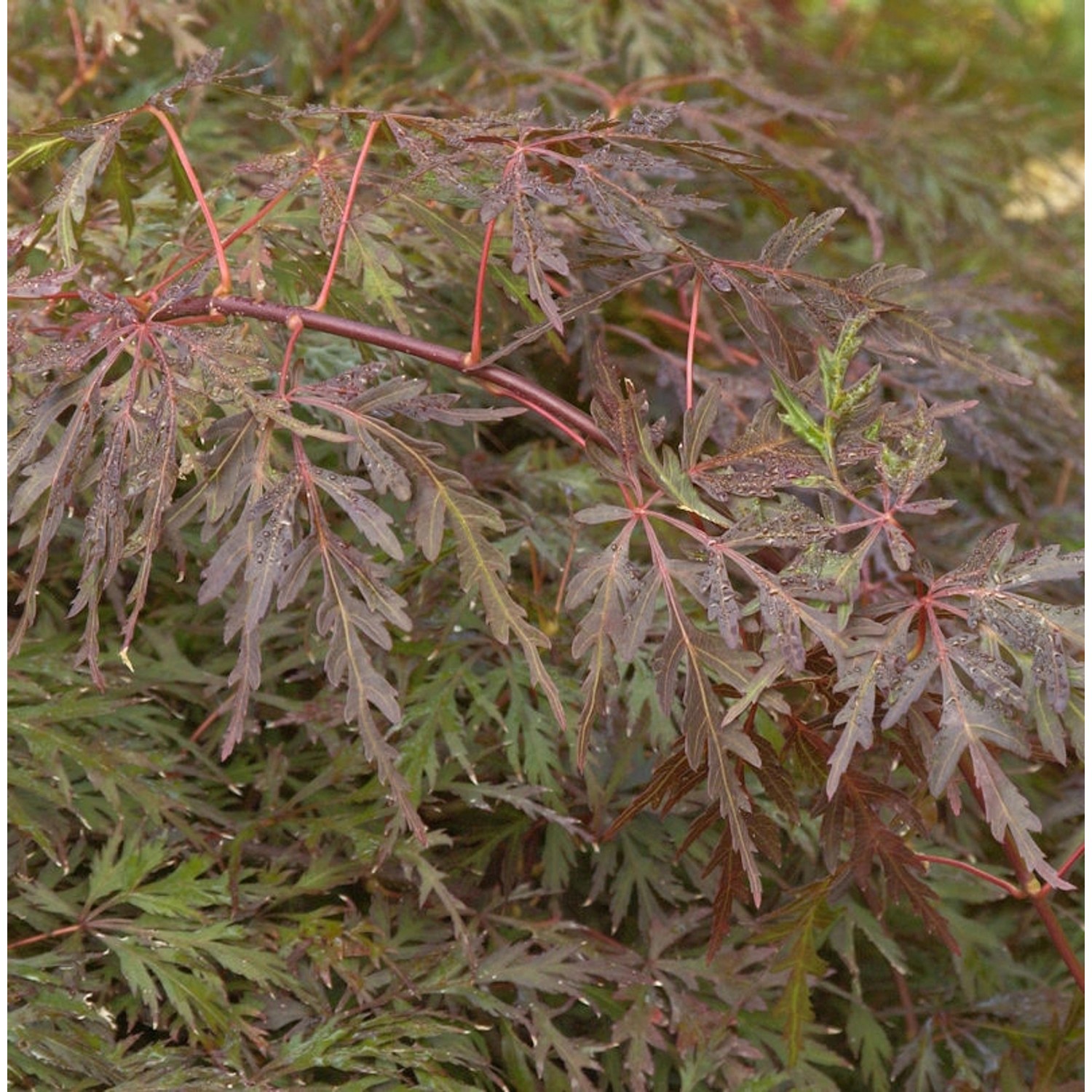 Hochstamm Fächerahorn Orangeola 60-80cm - Acer palmatum günstig online kaufen