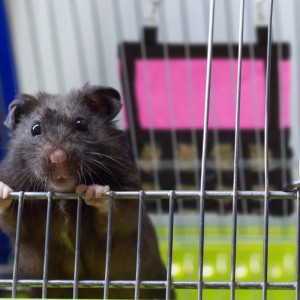 Schwarzer Hamster schaut aus Käfig, dahinter pinke Relaxdays Heutasche für Kleintiere. Ideal für Hamsterfutter.