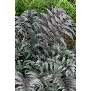 Japanischer Regenbogenfarn 'Metallicum' mit silbrig-grünen, metallisch schimmernden Blättern im Beet.