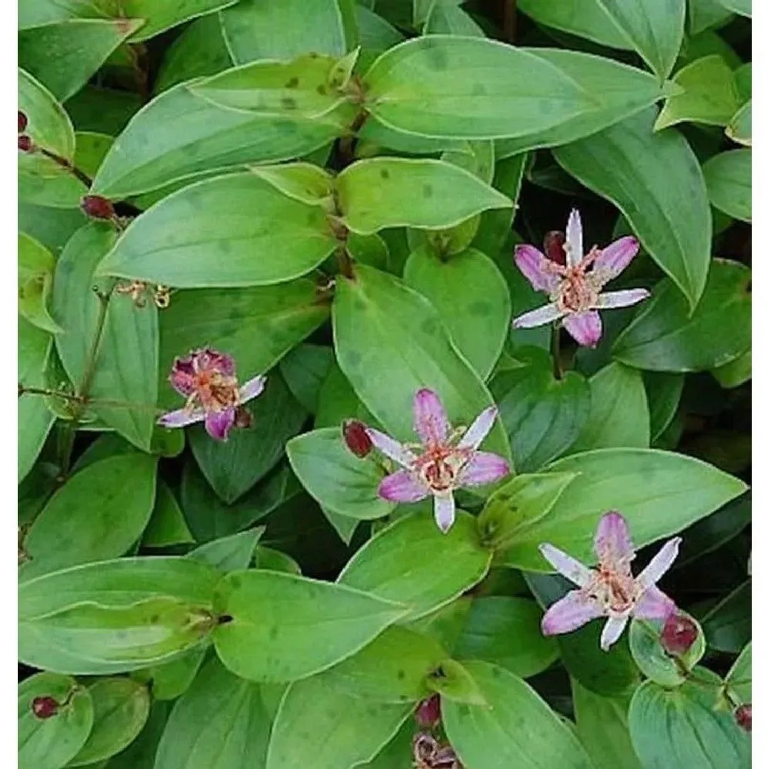 Krötenlilie Taiwan Adbane - Tricyrtis hirta