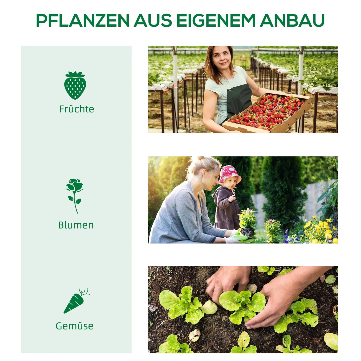 Anbau von eigenem Gemüse, Früchten und Blumen. Gewächshaus für Pflanzenzucht.