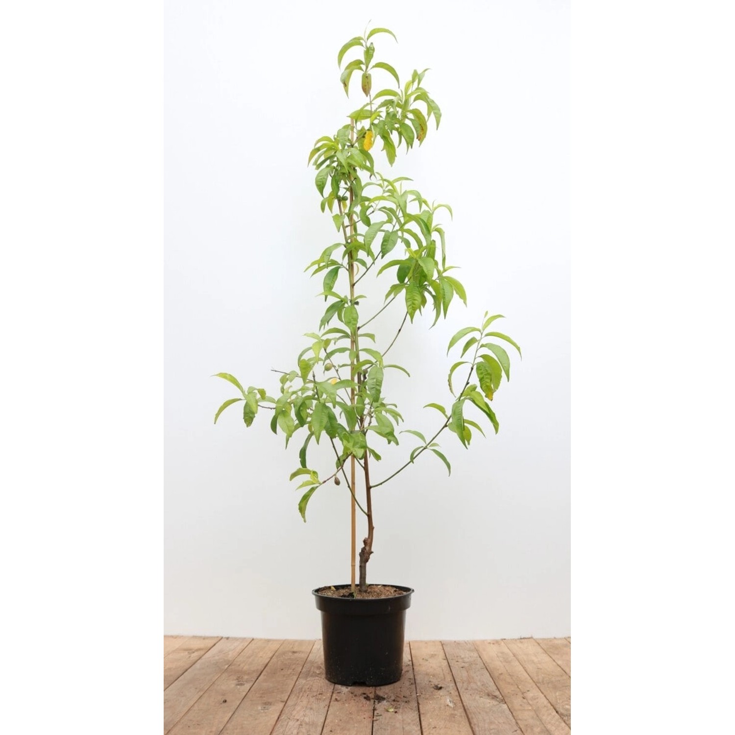 Prunus Nucipersica Flavortop Pfirsich Cac 150-200cm günstig online kaufen
