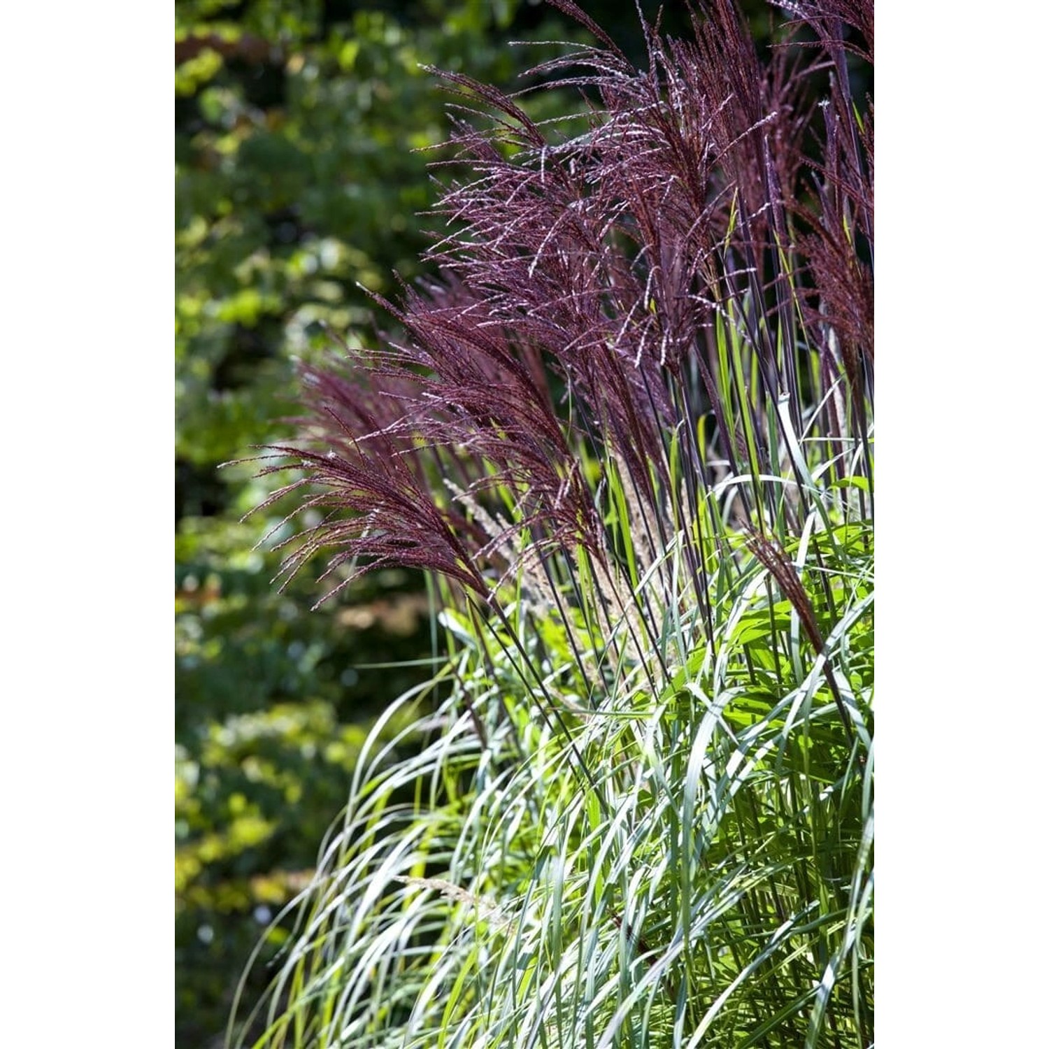 Miscanthus Sinensis Rotfeder Chinaschilf Rotbraune Halme 120–150 cm günstig online kaufen