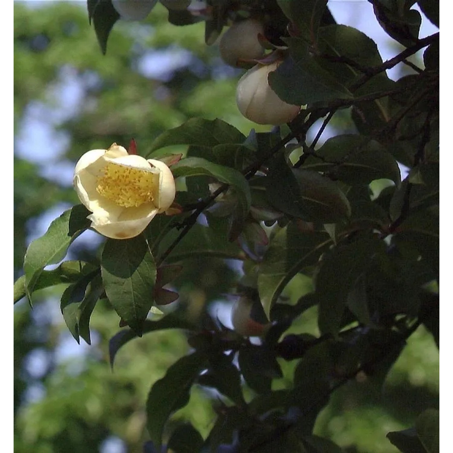 Japanische Scheinkamelie 40-60cm - Stewartia pseudocamellia