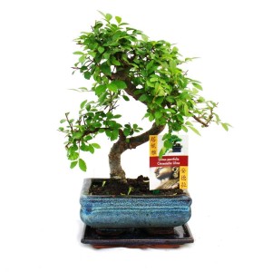 Chinesische Ulme (Ulmus parviflora) Bonsai, ca. 6 Jahre alt, in blauer Keramikschale.