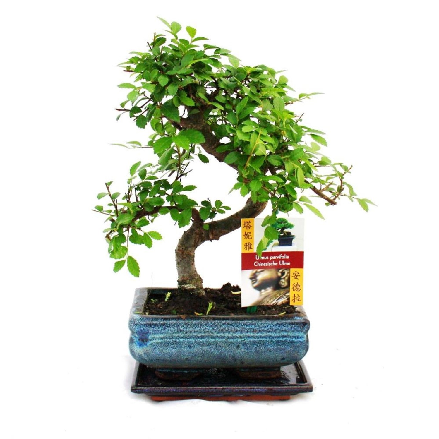 Exotenherz Bonsai Chinesische Ulme Ulmus Parviflora ca. 6 Jahre