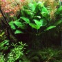 Dennerle Aquariumpflanze Anubias Barteri Var. Nana im Aquarium mit grünen Blättern.