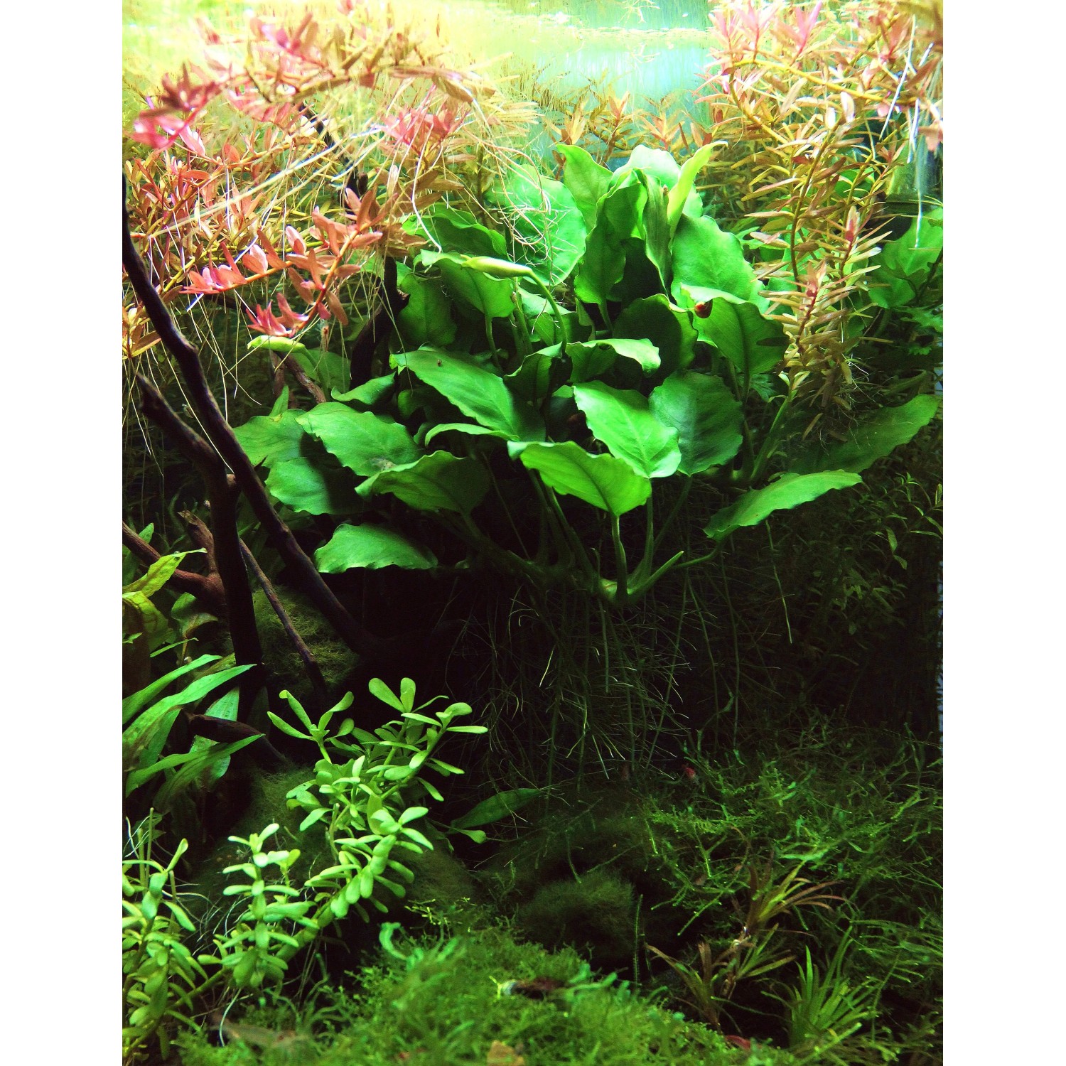 Dennerle Aquariumpflanze Anubias Barteri Var. Nana im Aquarium mit grünen Blättern.