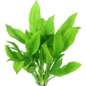 Grüne Dennerle Aquariumpflanze Echinodorus bleherae im Tonring für ein gesundes Aquarium.