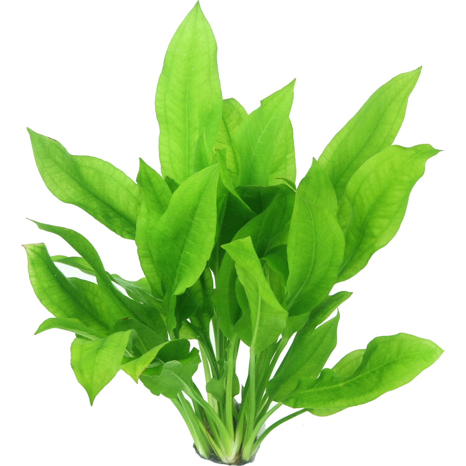 Dennerle Plants Aquariumpflanze Echinodorus Grisebachii Bleherae Tonring