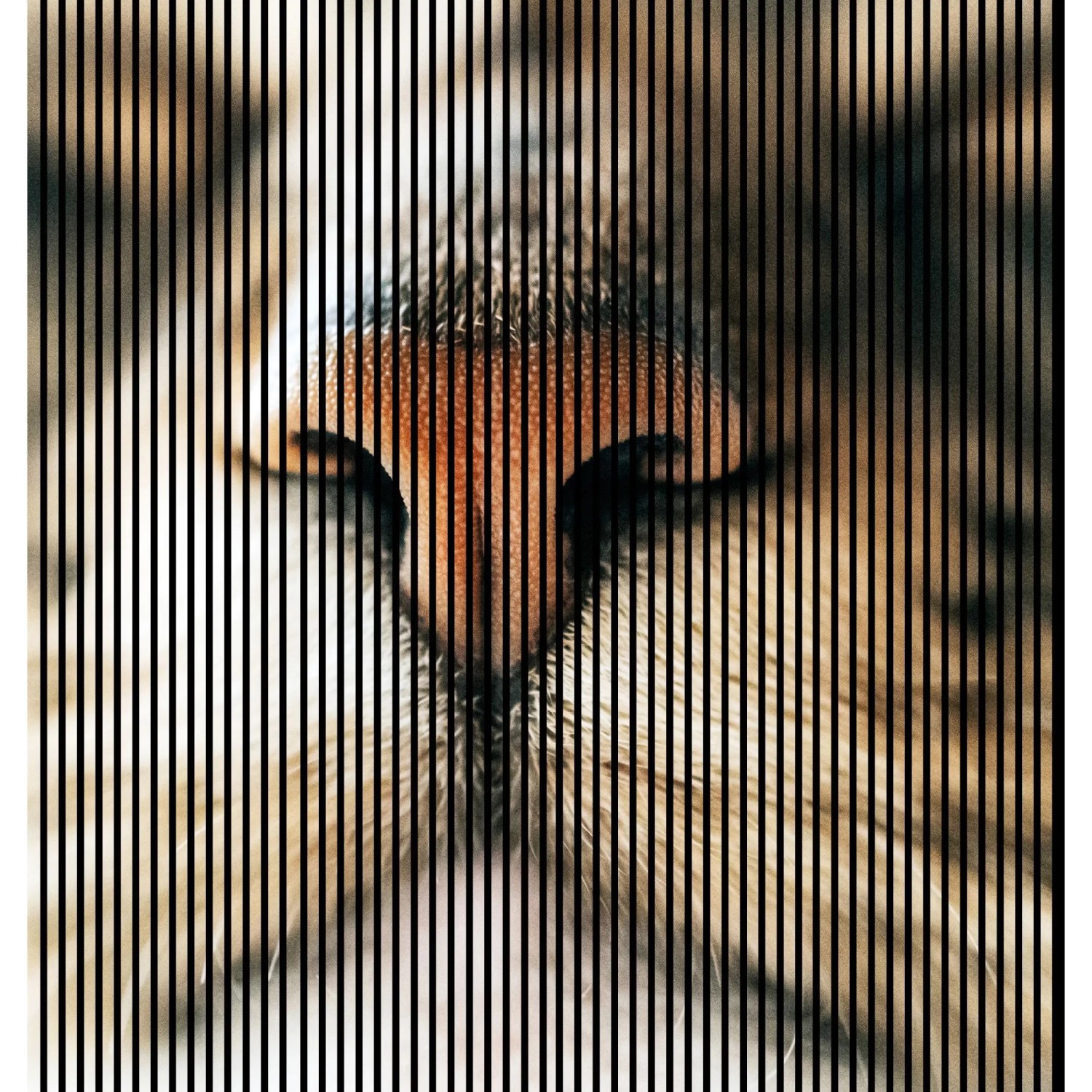 FN Acustico Akustikplatte Cat 1 PET u. MDF Foliert 2.253 x 19 x 2.400 mm