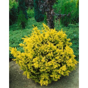 Kugel-Eibe 'Elegantissima', 60-65 cm, goldgelbes Nadelkleid, im Gartenbeet.