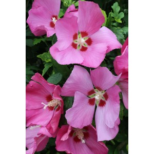 Rosa Hibiskus Woodbridge (Hibiscus syriacus) mit dunkelroter Mitte, ca. 30-50cm hoch.