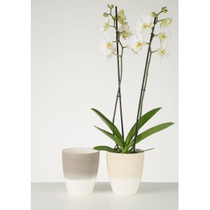 Scheurich Orchideengefäße Vanilla Cream, Ø 13cm, mit Orchidee und leerer Topf, Kratzoptik.