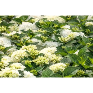 Nahaufnahme der weißen Blüten der Bauernhortensie Hydrangea Mac. Bianco.