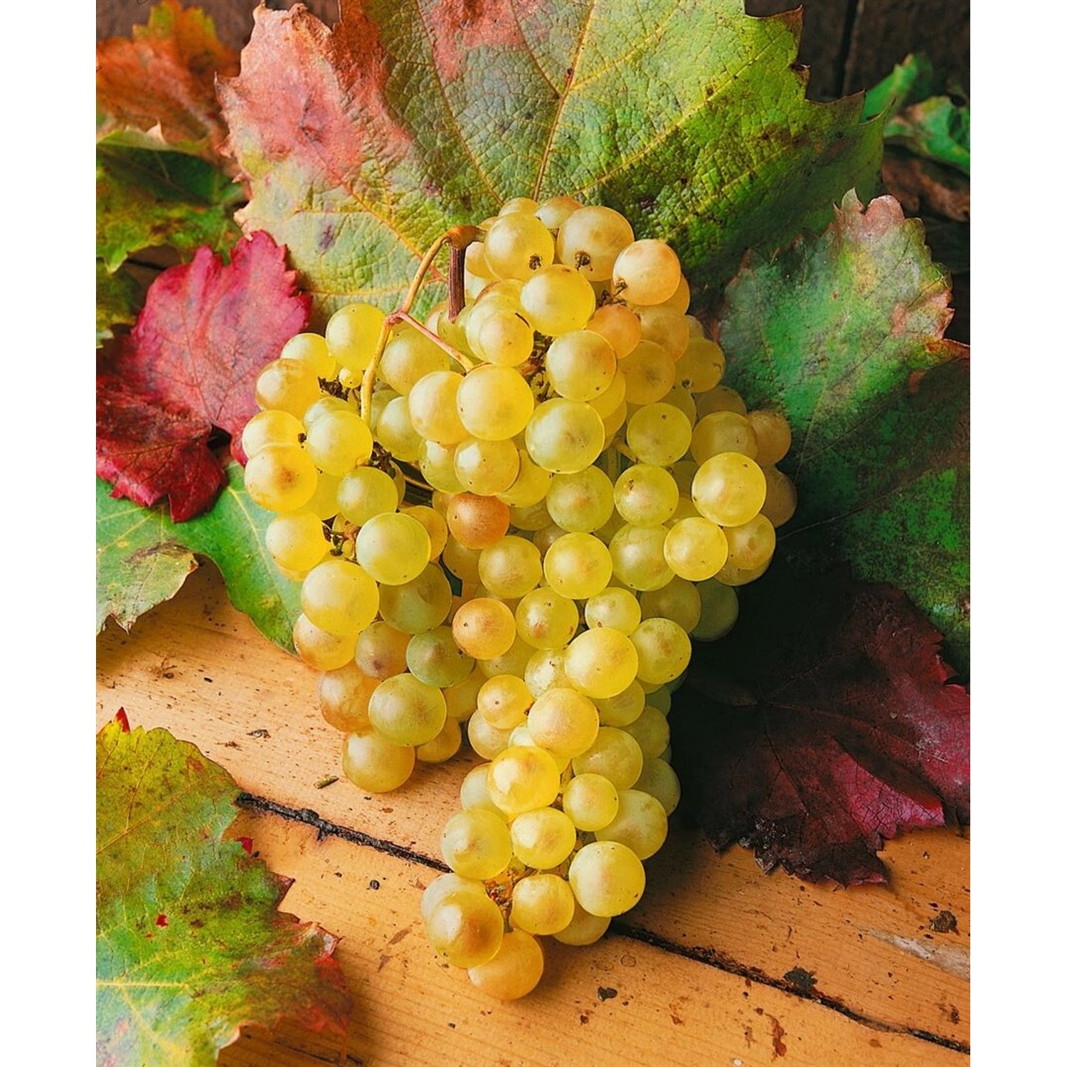 Vitis Vinifera Weinrebe Weiß 80–100 cm günstig online kaufen