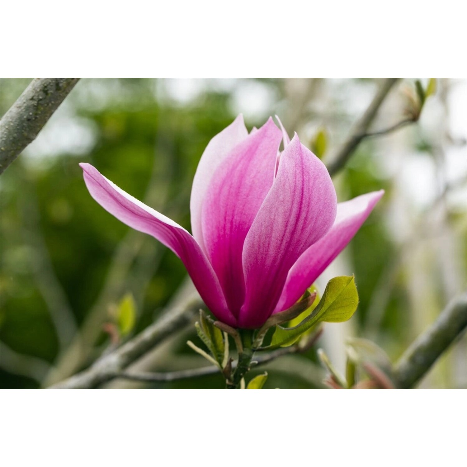 Magnolia Magnolie 'March Till-Frost' 80-100 cm günstig online kaufen