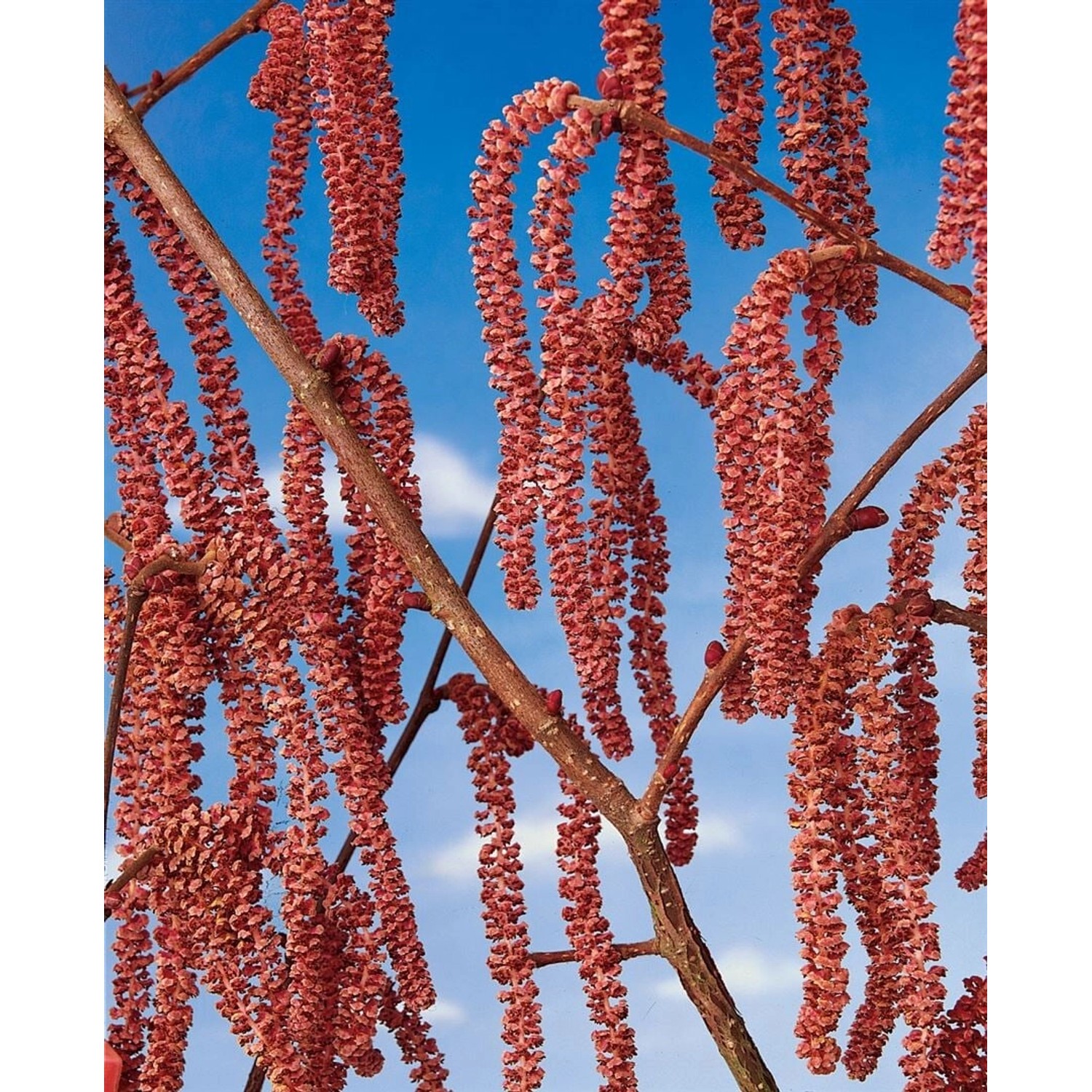 Corylus Avellana Rote Zellernuß Haselnuss Rotlaubig 50–60 Cm günstig online kaufen