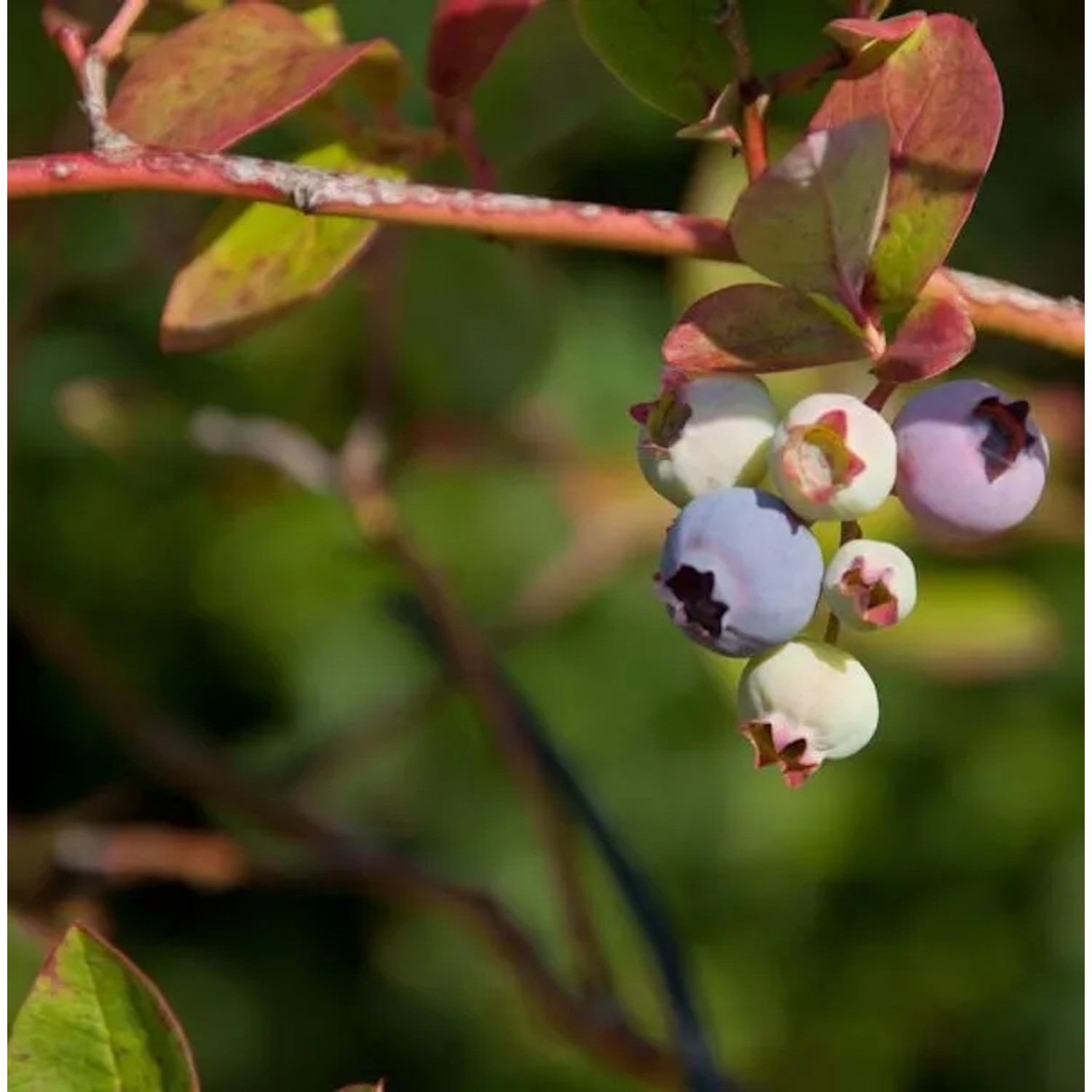 Heidelbeere Hortblue Poppins 30-40cm - Vaccinium corymbosum