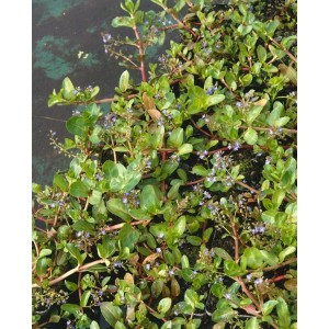 Bachbunge (Veronica Beccabunga) im 9x9 cm Topf, eine kriechende Staude mit blauen Blüten.