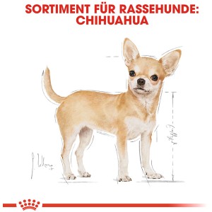 Illustration eines stehenden, hellbraunen Chihuahuas. Royal Canin Chihuahua Adult Hundetrockenfutter.