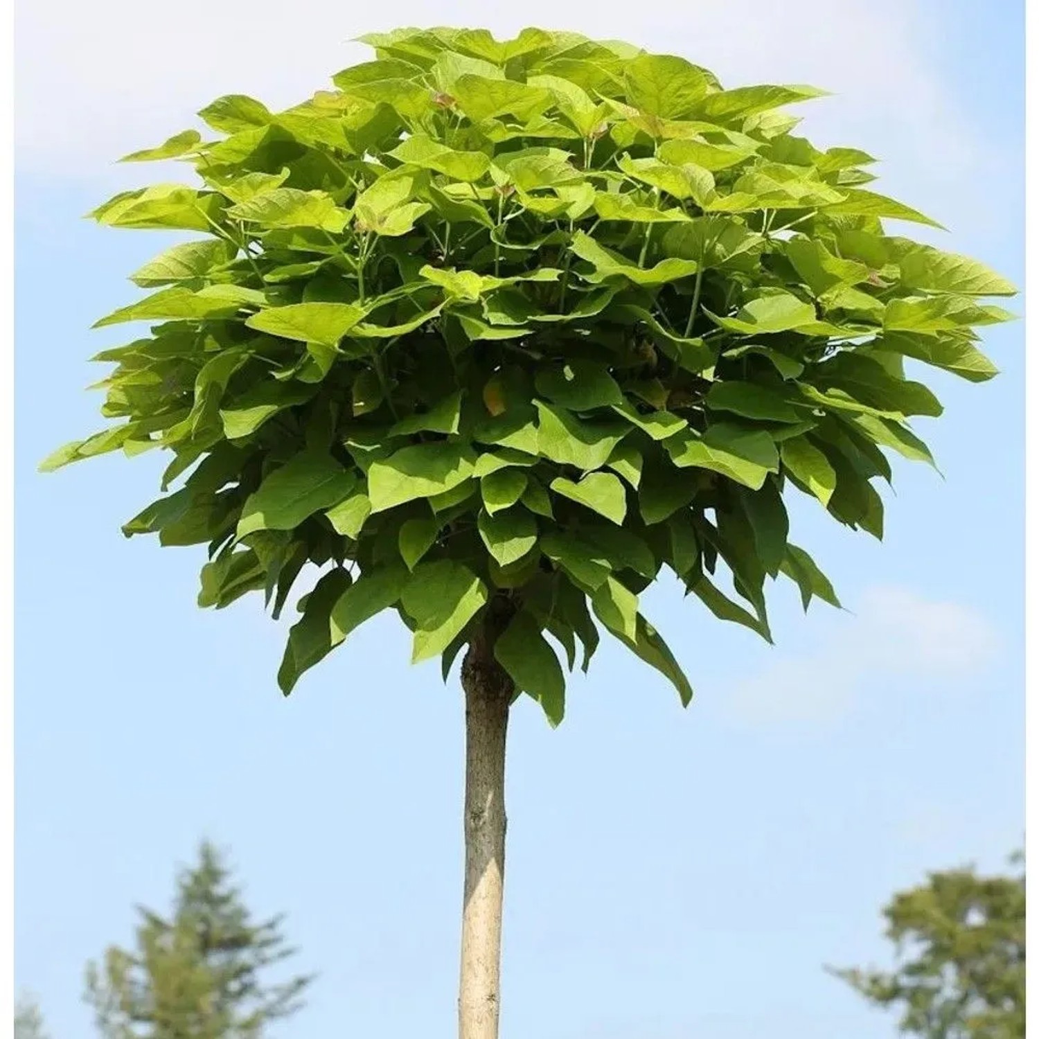 Hochstamm Trompetenbaum 100-125cm - Catalpa bignonioides