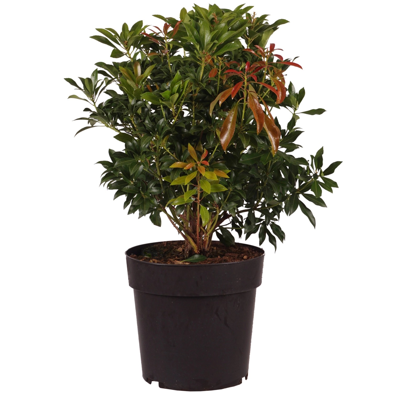 Lavendelheide Passion Höhe ca. 40-50 cm Topf ca. 6 l Pieris japonica günstig online kaufen